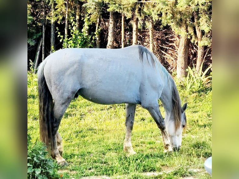 PRE Castrone 10 Anni 164 cm Grigio in Fuente El Saz De Jarama