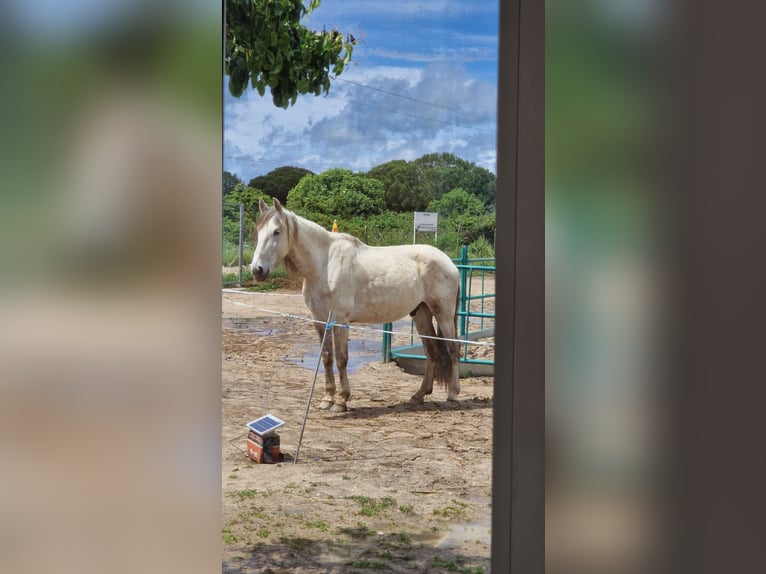 PRE Castrone 10 Anni 164 cm Grigio in Fuente El Saz De Jarama