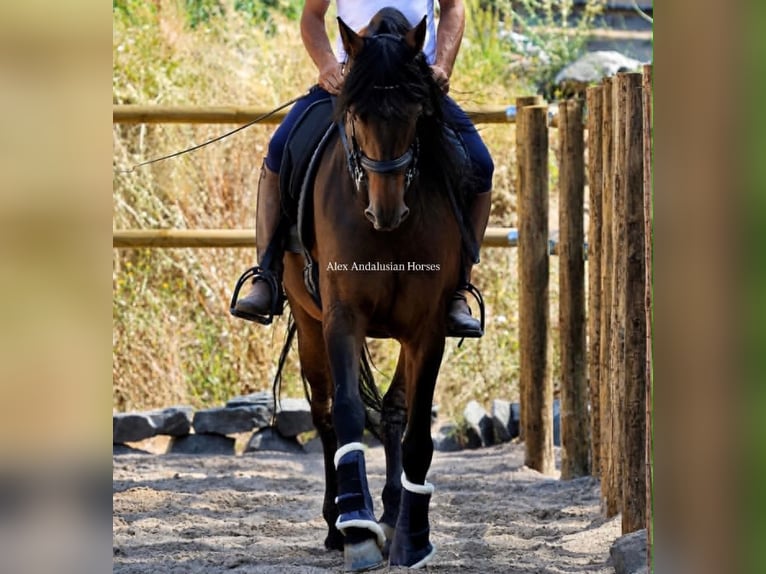 PRE Mix Castrone 10 Anni 165 cm Baio in Sevilla