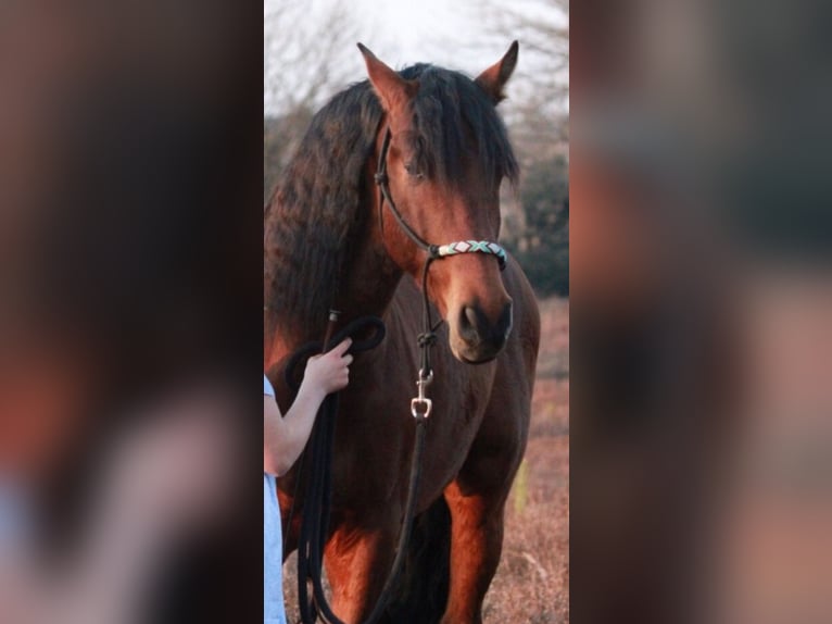 PRE Castrone 10 Anni 165 cm Baio in Niederkrüchten