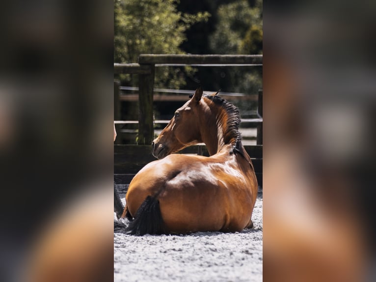 PRE Castrone 10 Anni 165 cm Baio in Niederkrüchten