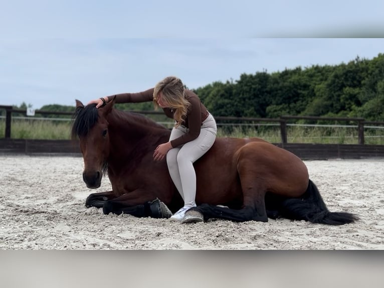 PRE Castrone 10 Anni 165 cm Baio in Niederkrüchten