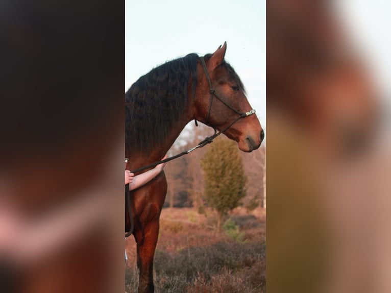 PRE Castrone 10 Anni 165 cm Baio in Niederkrüchten