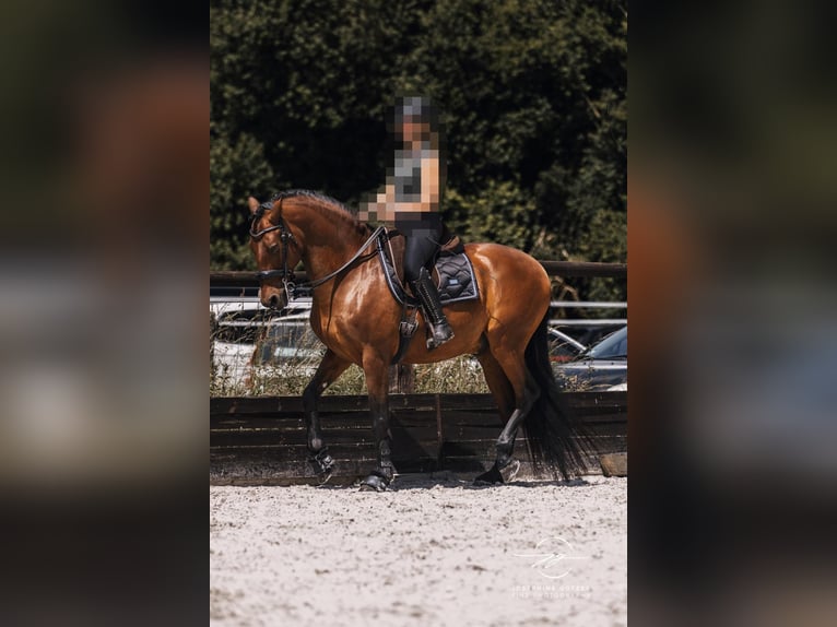 PRE Castrone 10 Anni 165 cm Baio in Niederkrüchten