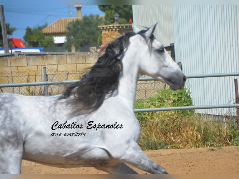 PRE Mix Castrone 10 Anni 165 cm  in Vejer de la Frontera