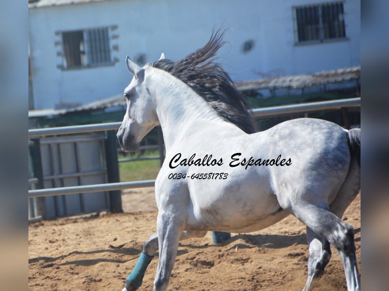 PRE Mix Castrone 10 Anni 165 cm  in Vejer de la Frontera