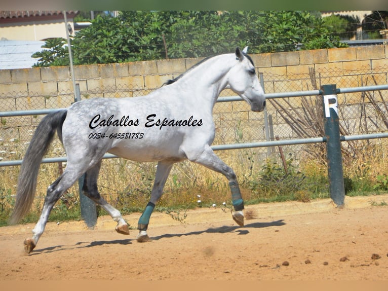 PRE Mix Castrone 10 Anni 165 cm  in Vejer de la Frontera