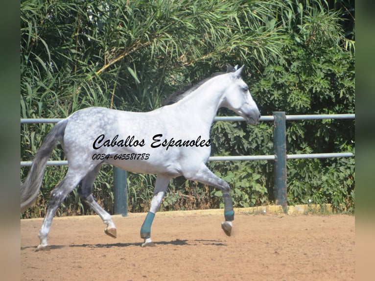 PRE Mix Castrone 10 Anni 165 cm  in Vejer de la Frontera