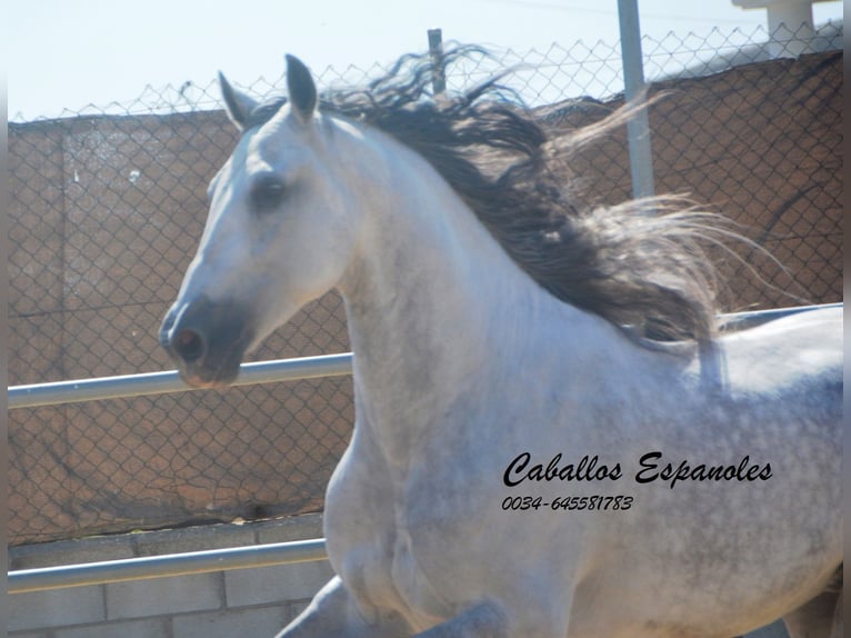 PRE Mix Castrone 10 Anni 165 cm  in Vejer de la Frontera