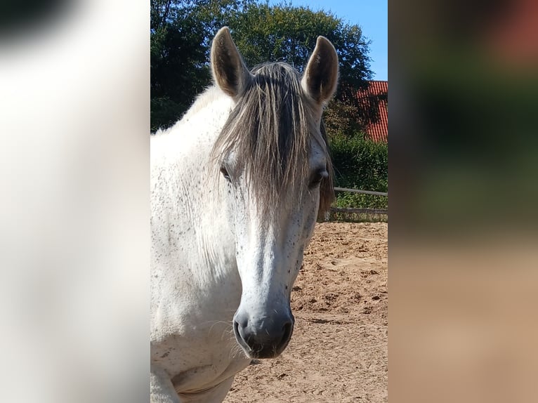 PRE Mix Castrone 10 Anni 165 cm Grigio in Wietze