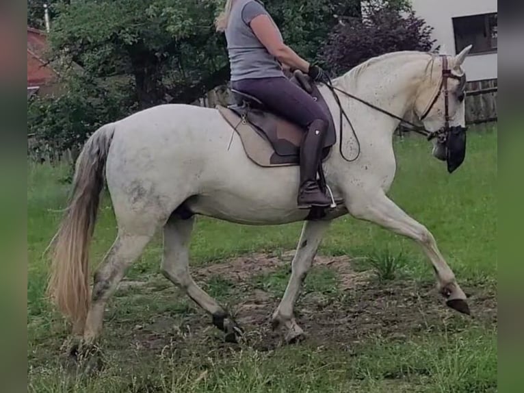 PRE Mix Castrone 10 Anni 165 cm Grigio in Wietze