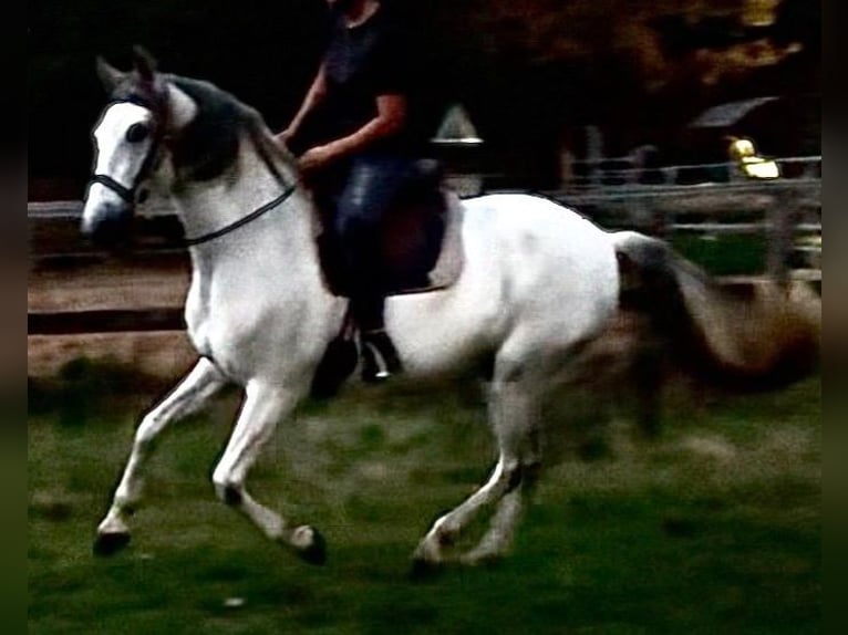 PRE Mix Castrone 10 Anni 165 cm Grigio in Wietze