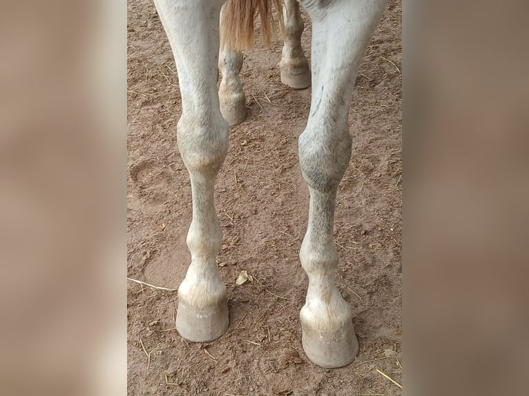PRE Mix Castrone 10 Anni 165 cm Grigio in Wietze