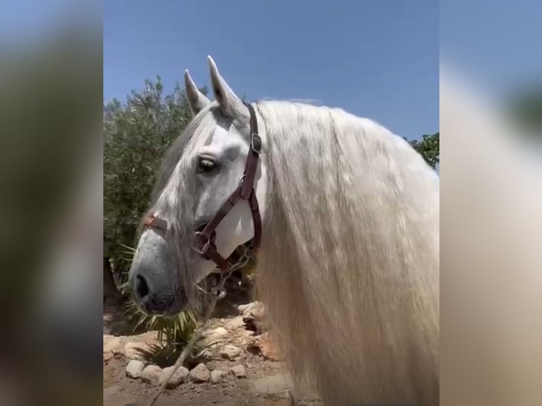 PRE Mix Castrone 10 Anni 165 cm Grigio pezzato in Valencia