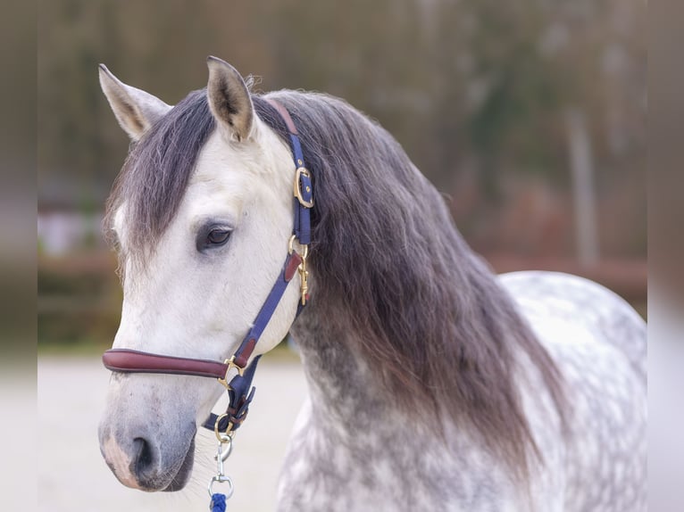 PRE Castrone 10 Anni 165 cm Grigio pezzato in Neustadt (Wied)