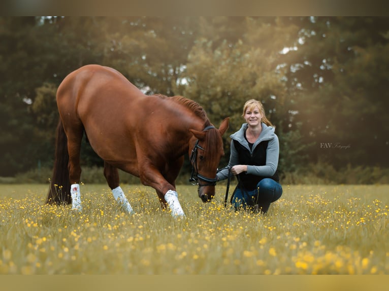 PRE Mix Castrone 10 Anni 165 cm Sauro in Spenge