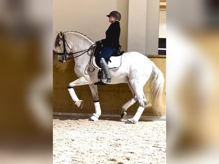 PRE Mix Castrone 10 Anni 166 cm Grigio in Helsinki