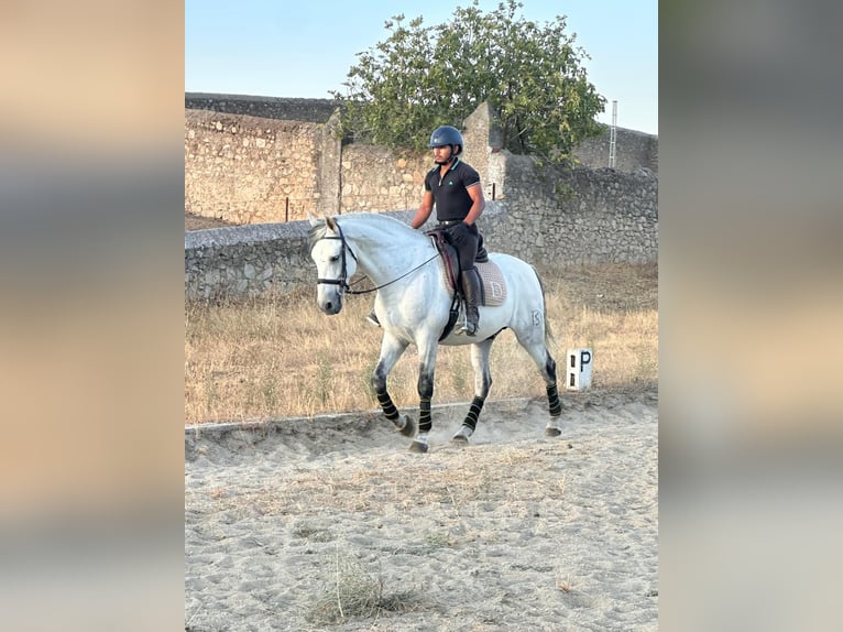 PRE Mix Castrone 10 Anni 167 cm Grigio in Extremadura