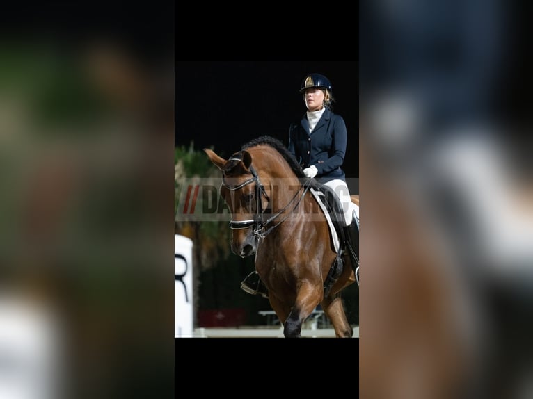 PRE Castrone 10 Anni 170 cm Baio chiaro in Albacete