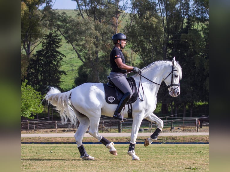 PRE Castrone 10 Anni 170 cm Grigio in Los Barrios