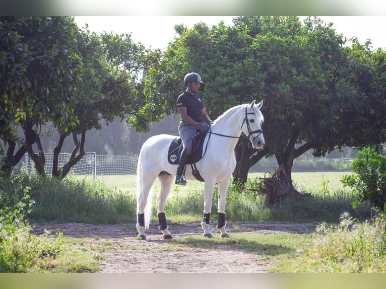 PRE Castrone 10 Anni 170 cm Grigio in Los Barrios