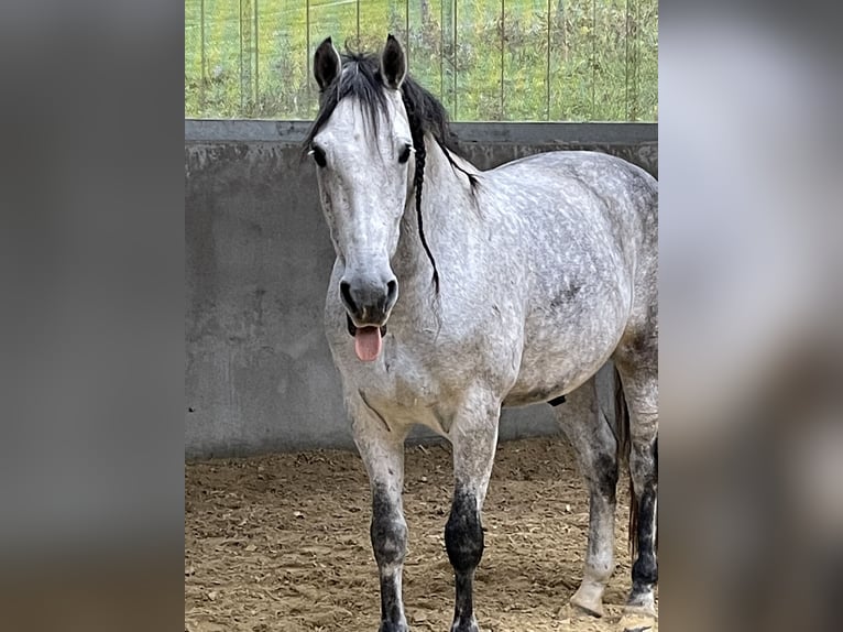 PRE Castrone 10 Anni Grigio trotinato in Kürten