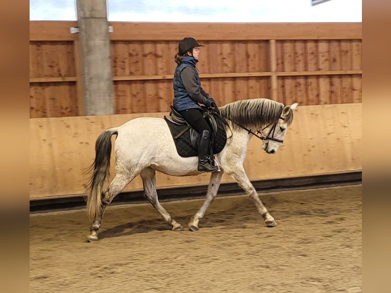 PRE Mix Castrone 11 Anni 155 cm Grigio pezzato in Karlshuld