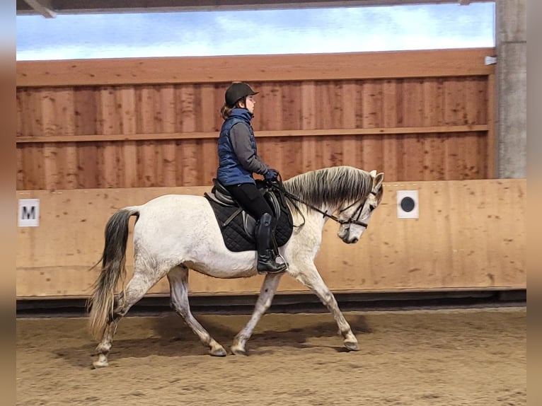 PRE Mix Castrone 11 Anni 155 cm Grigio pezzato in Karlshuld