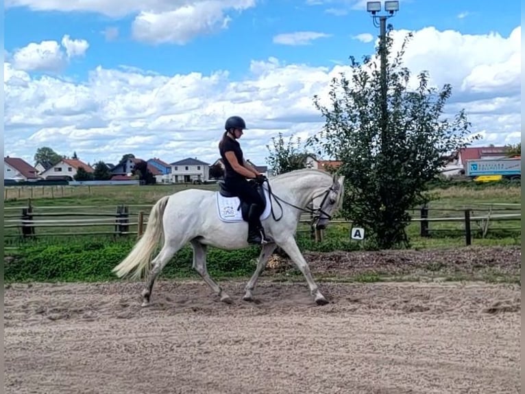 PRE Castrone 11 Anni 156 cm Grigio in Karlshuld
