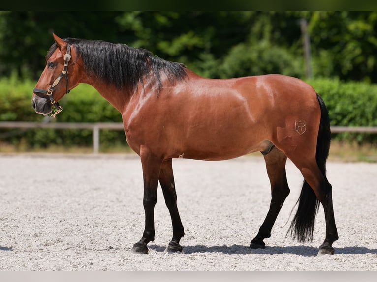 PRE Mix Castrone 11 Anni 160 cm Baio in Neustadt (Wied)