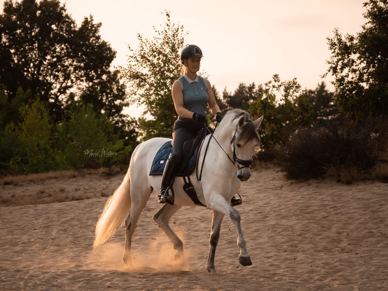 PRE Mix Castrone 11 Anni 160 cm Grigio in Elst
