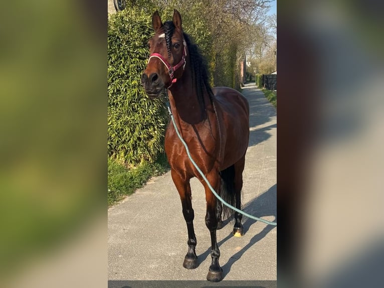 PRE Mix Castrone 11 Anni 162 cm Baio in Quenast