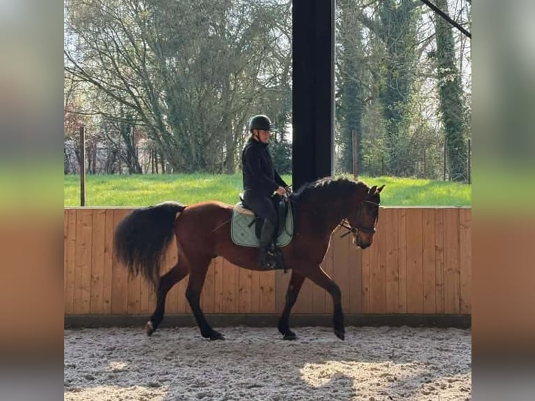 PRE Mix Castrone 11 Anni 162 cm Baio in Quenast