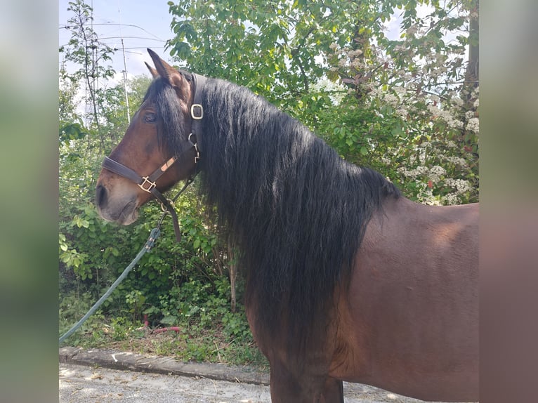 PRE Castrone 11 Anni 162 cm Baio in Quenast