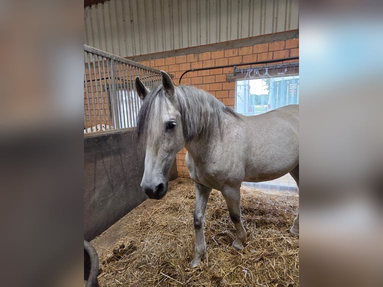 PRE Castrone 11 Anni 162 cm Grigio in Steinen