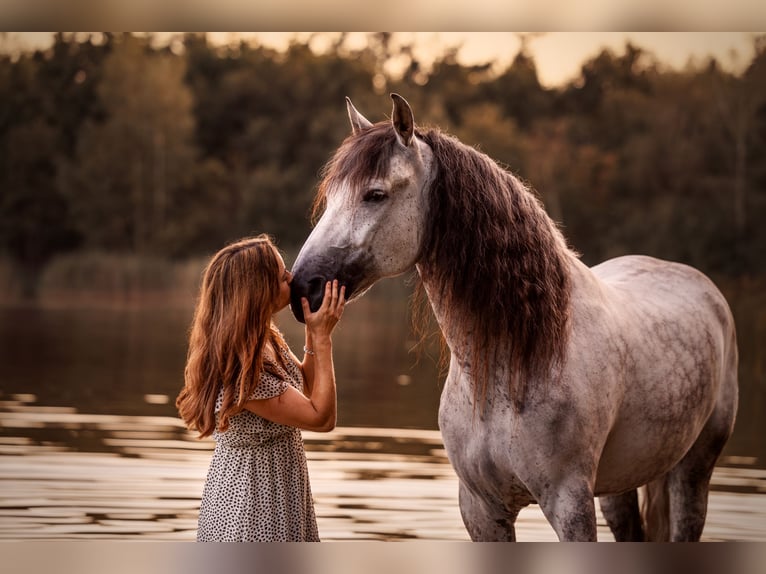 PRE Mix Castrone 11 Anni 162 cm Grigio pezzato in Biezenmortel