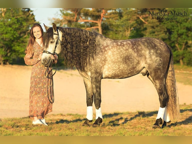 PRE Mix Castrone 11 Anni 162 cm Grigio pezzato in Biezenmortel