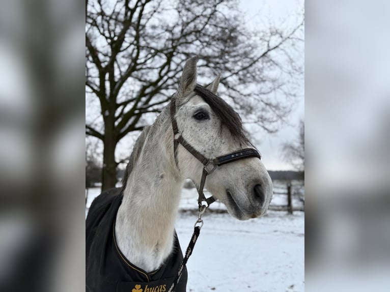 PRE Castrone 11 Anni 164 cm Grigio pezzato in Rheine