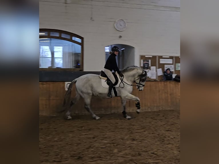 PRE Castrone 11 Anni 164 cm Grigio pezzato in Rheine