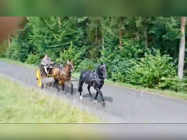 PRE Mix Castrone 11 Anni 165 cm Baio in Hille