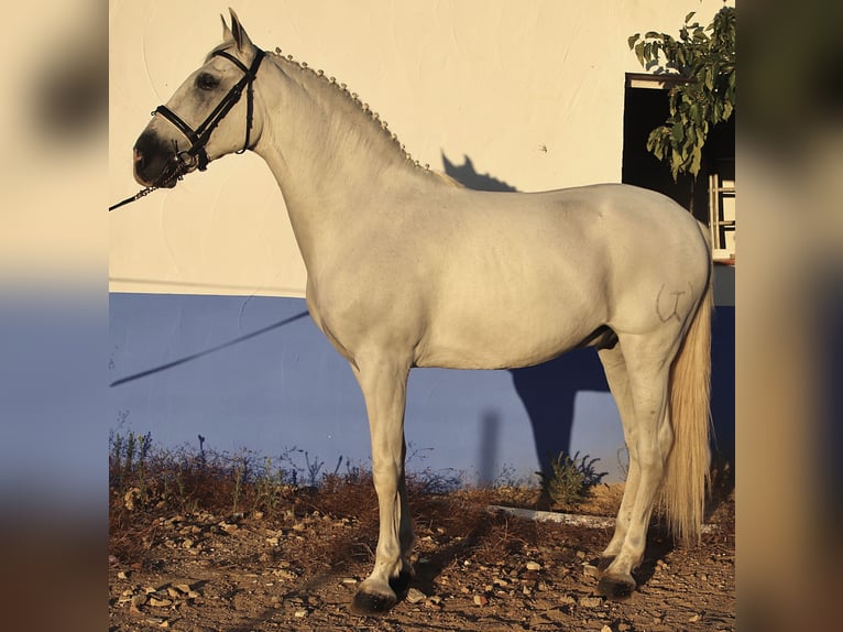 PRE Castrone 11 Anni 165 cm Grigio in Almonte