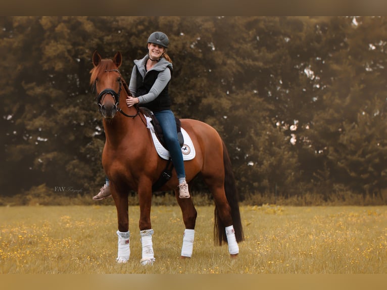 PRE Mix Castrone 11 Anni 165 cm Sauro in Spenge