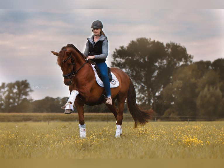 PRE Mix Castrone 11 Anni 165 cm Sauro in Spenge