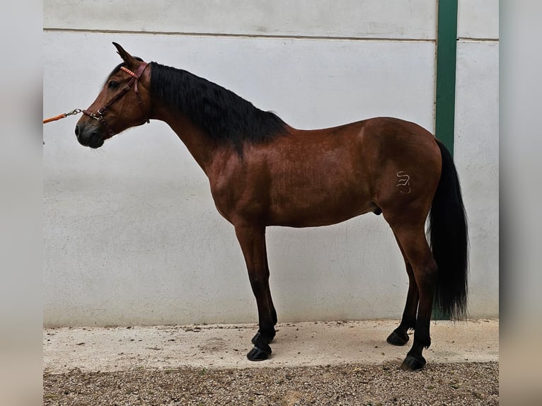 PRE Castrone 11 Anni 167 cm Baio in San javier