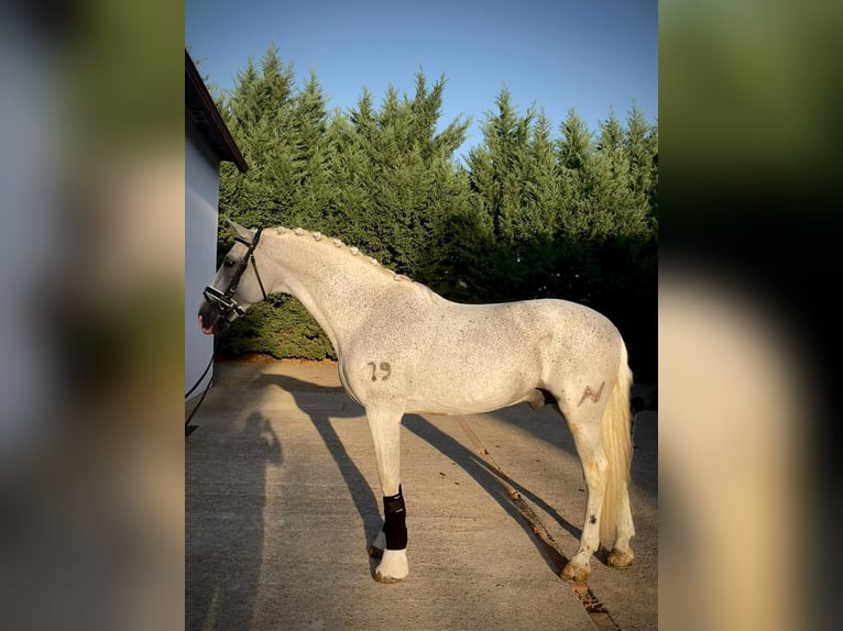 PRE Mix Castrone 11 Anni 167 cm Grigio in Coin
