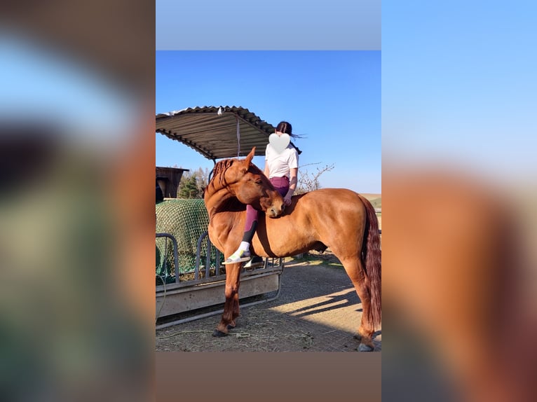 PRE Castrone 11 Anni 167 cm Sauro in Pöttendorf