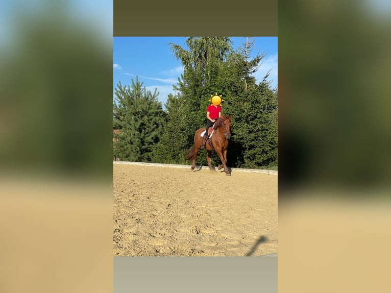 PRE Castrone 11 Anni 167 cm Sauro in Pöttendorf