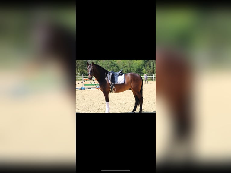 PRE Mix Castrone 11 Anni 168 cm Baio in Sundern