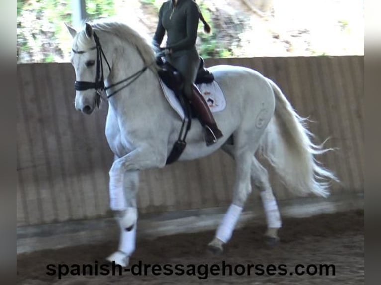 PRE Mix Castrone 11 Anni 168 cm Grigio in Barcelona