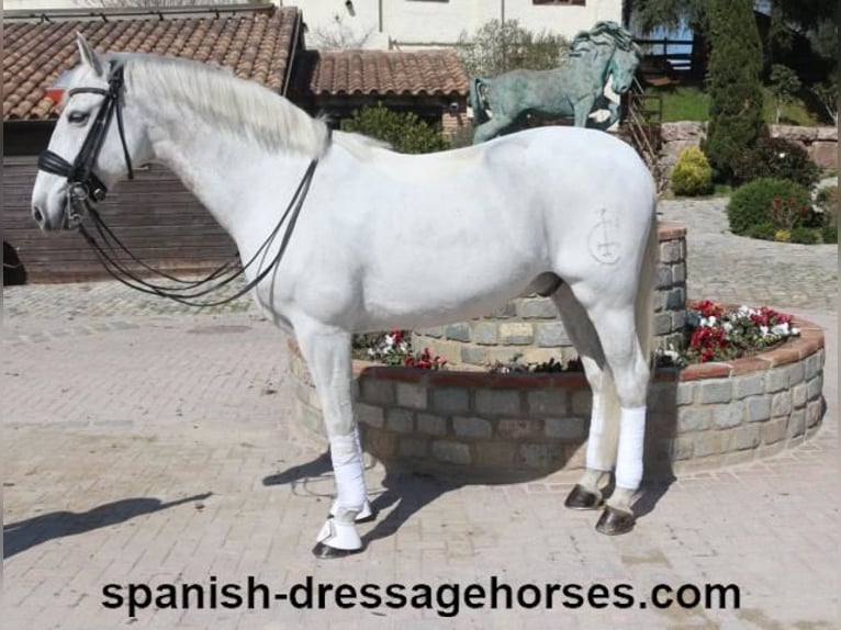 PRE Mix Castrone 11 Anni 168 cm Grigio in Barcelona